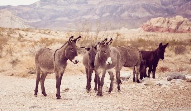 Lost Donkeys