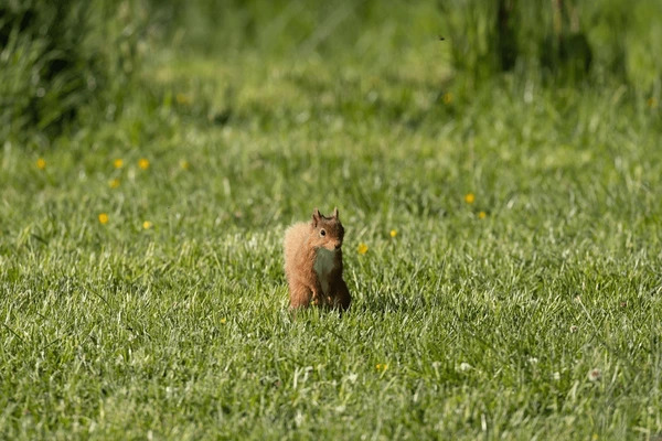 SQUIRREL! And Other Spiritual&nbsp;Distractions